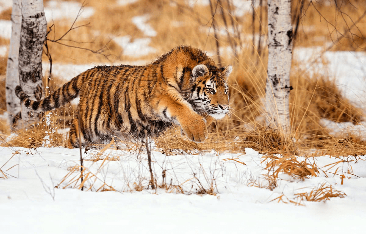 原创人工繁育东北虎近千只为何不能放虎归山专家野化老虎更危险