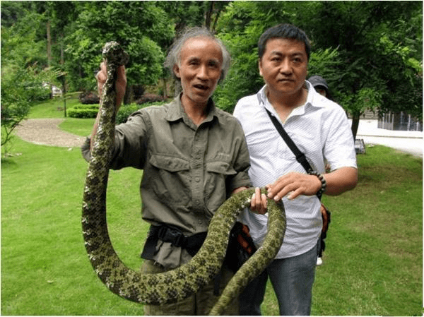 原創莽山烙鐵頭蛇號稱蛇中熊貓毒性極強一條被炒到百萬天價