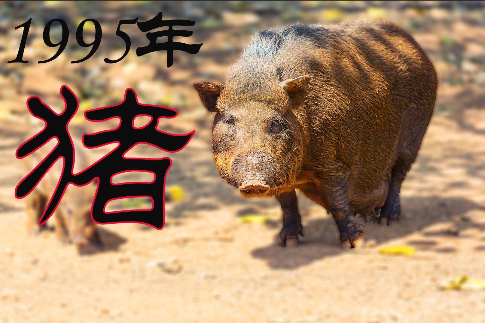 1995生肖猪情感运势(1995生肖猪情感运势如何)