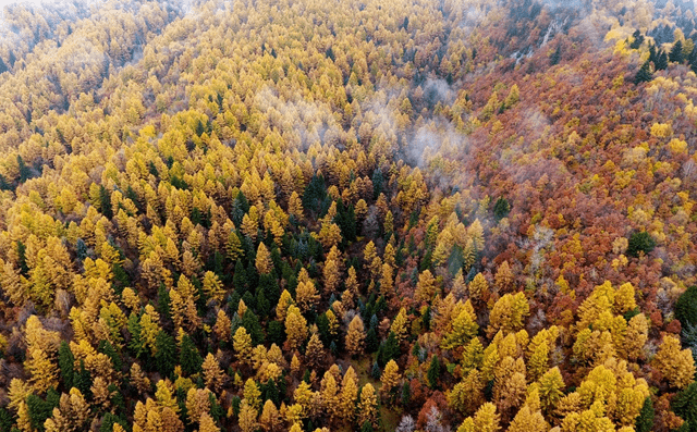 原創山西有一自然景區走紅森林覆蓋率達86堪稱是天然氧吧