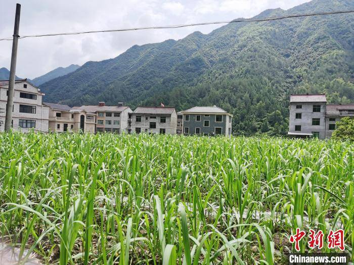 浙江丽水谱“两山”新篇：生态产品价值打开经济“绿宝藏”