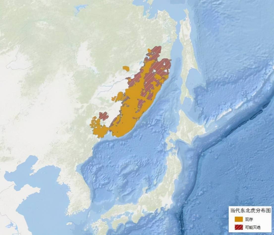 野生东北虎数量在不断增加