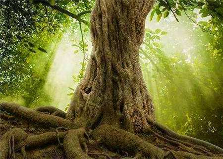 滴天髓说藤萝系甲可春可秋