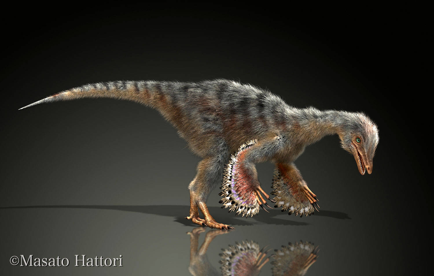 原创铁证如山鸟类是从恐龙进化而来的河源黄氏龙很好地证明了这点