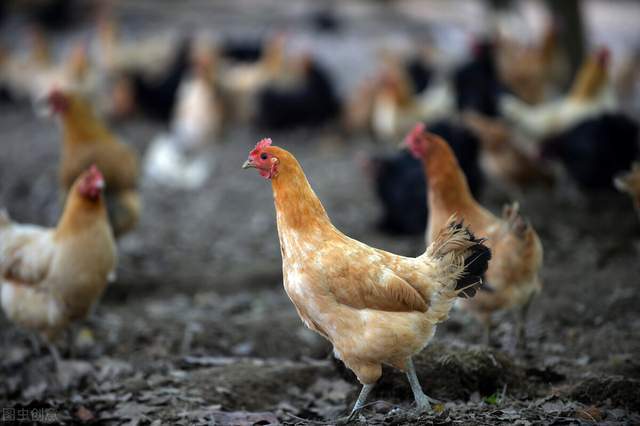 猪价突变蛋价企稳两大养殖风险袭来涉及猪鸡牛羊养殖户