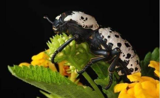 "钢铁"甲虫:汽车也"轧不死"在北美洲的西海岸地区,有一种生活在橡树上