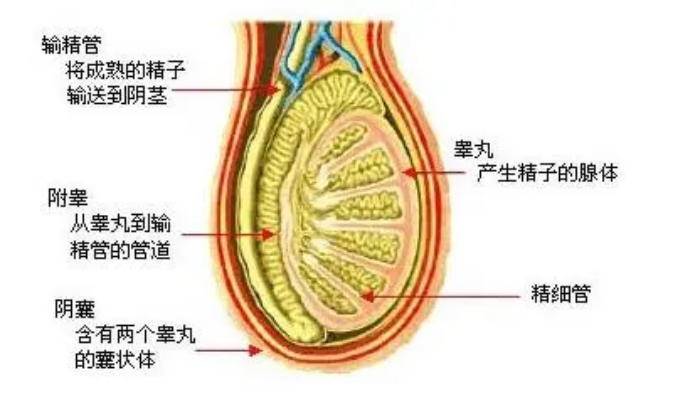 睾丸结构图示图片