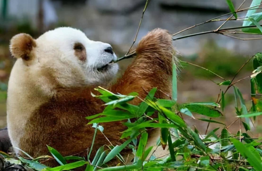 原创是独立物种吗秦岭已发现10次棕色大熊猫专家它们或在返祖
