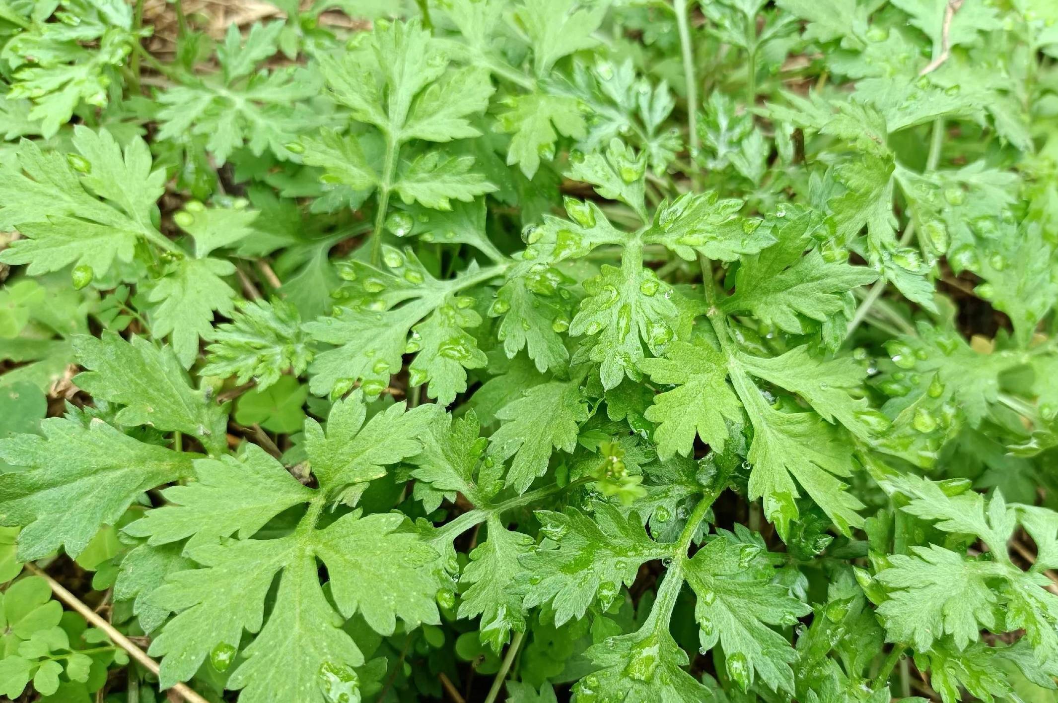 中国公认最好吃的6种野菜,看看你是否吃过?_营养_美味_味道