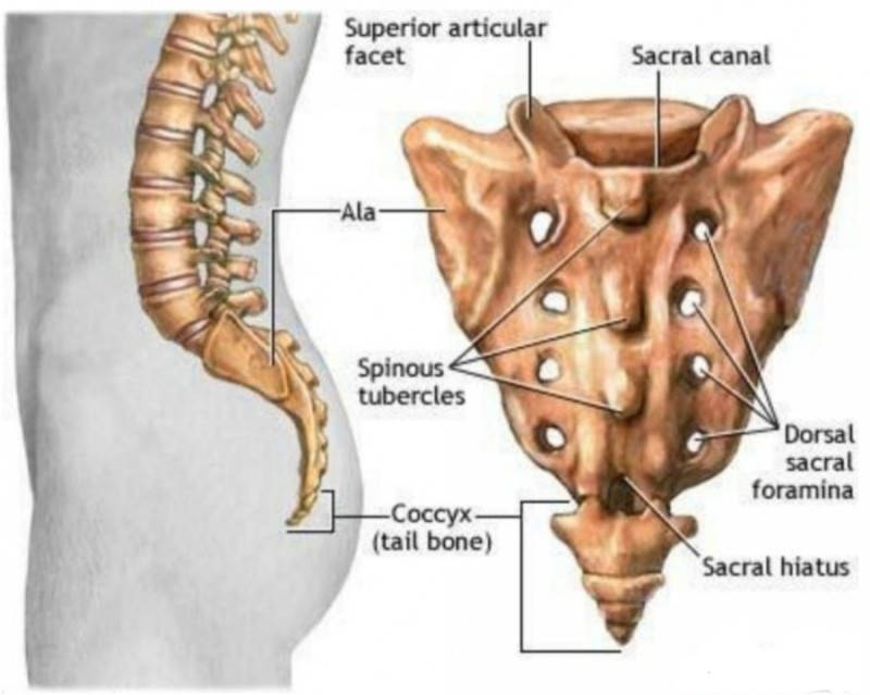 美学只是其一,还在进化中占有重要地位_臀部_进行_尾巴