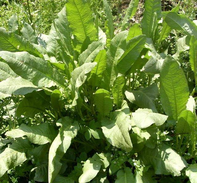 原创农村野草牛耳朵农民知道不能当野菜却不知道可以润肠通便