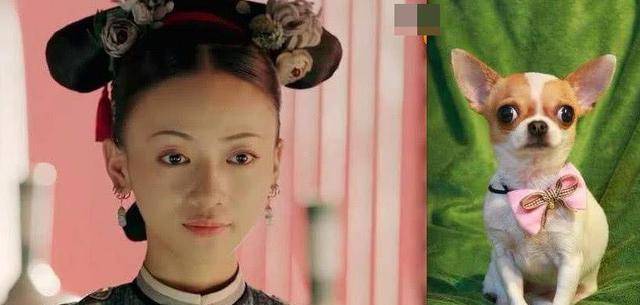 它俩不仅仅是撞脸,魏璎珞伶牙俐齿的性格也是像极了吉娃娃