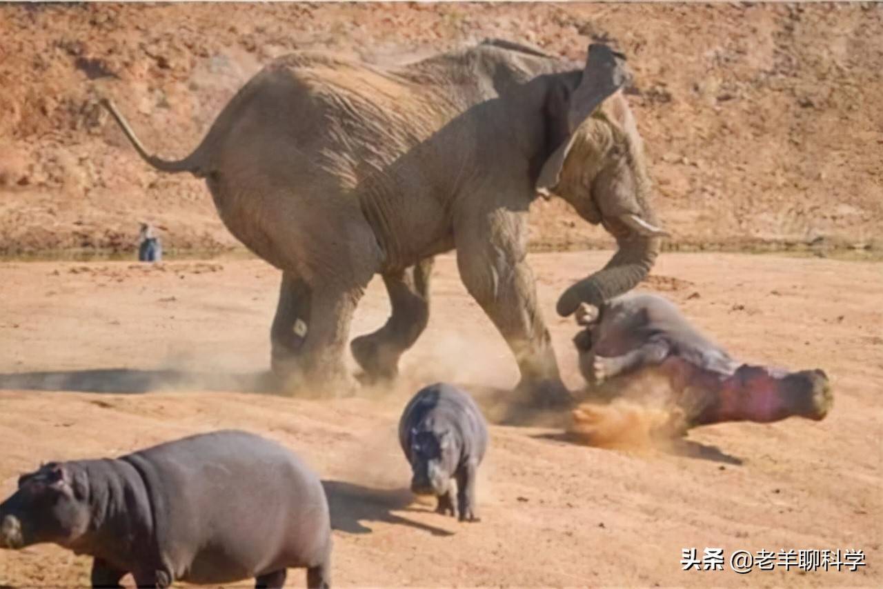 原创暴走的非洲公象究竟多恐怖踢死狮王蹂躏犀牛凭的全是蛮力