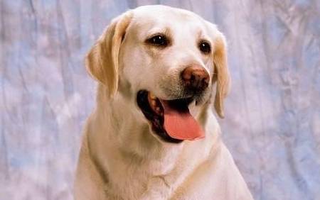 最受欢迎的五款人气王狗狗 你中意谁 泰迪 博美 金毛