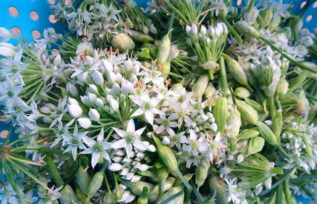 这种食材就是大家平时吃的韭菜开的韭菜花,现在正是韭菜花盛开的季节