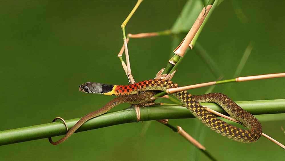 此时三个人非常疑惑,突然从草丛里钻出了好几条野鸡项蛇.