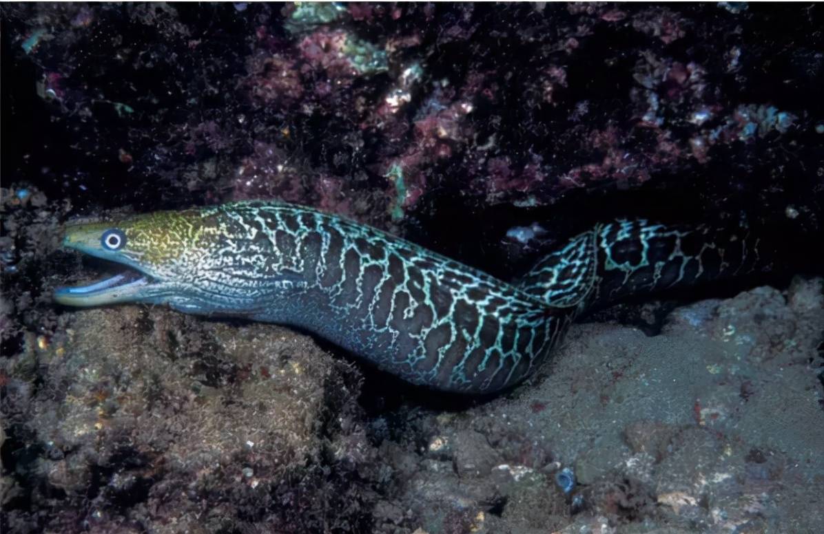 深海巨型恐怖生物图片