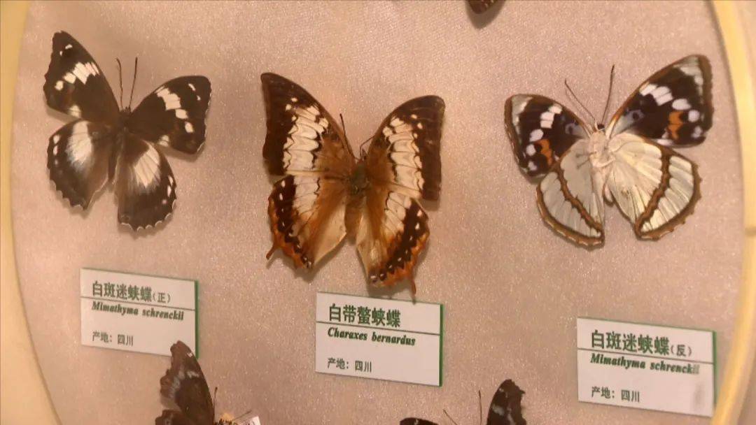 生物多样性在身边 探访常州城里的 羽化成蝶 蝴蝶 幼虫 中国科学院