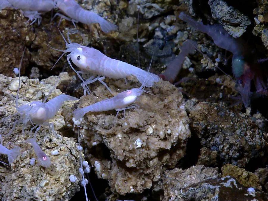 但这个数字已经比其它没有热感应眼的深海热泉生物好了不止一点半点呢