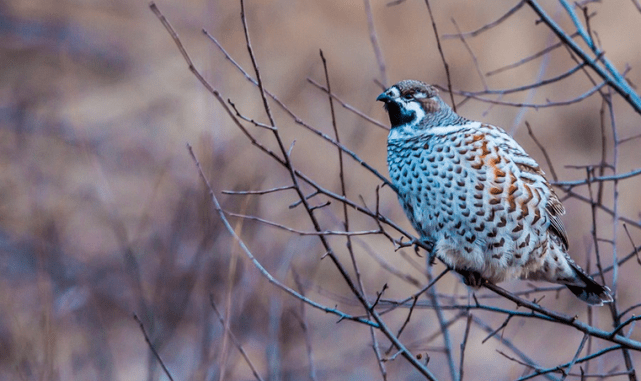 原创大兴安岭常现飞龙鸟曾是皇室贡品受乾隆皇帝喜爱险些灭绝