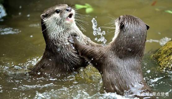 原创长春一公园湖水中拍到不明生物通体黑色速度极快是水猴子