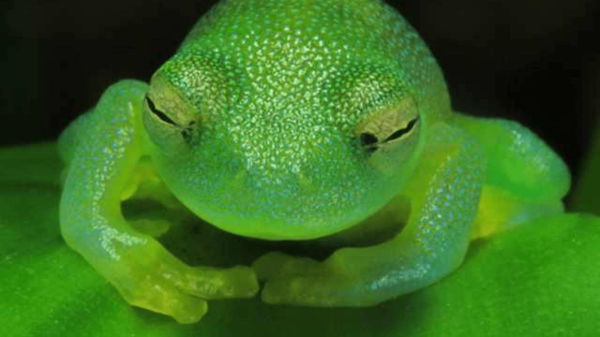 原创最没有隐私的小动物一眼便看到内心的玻璃蛙