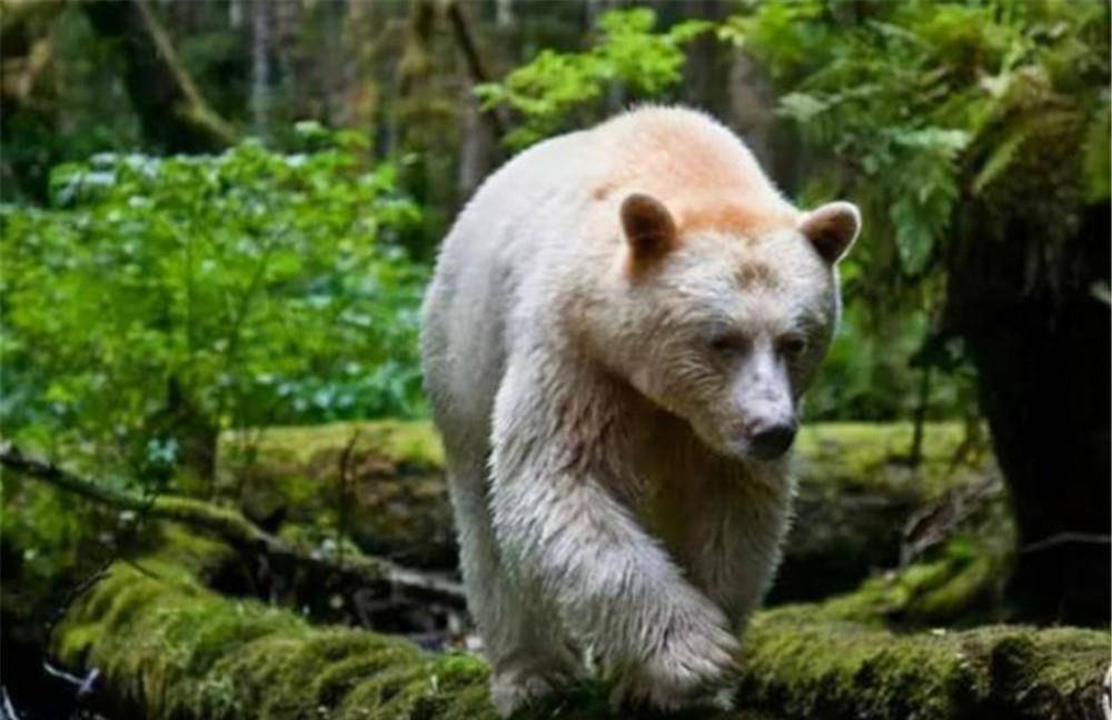 竟然是一只神奇的白色棕熊_乔伊_现象_白熊