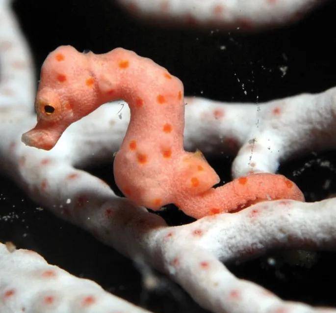 原创丹尼斯小豆丁海马一生只在一株珊瑚树上