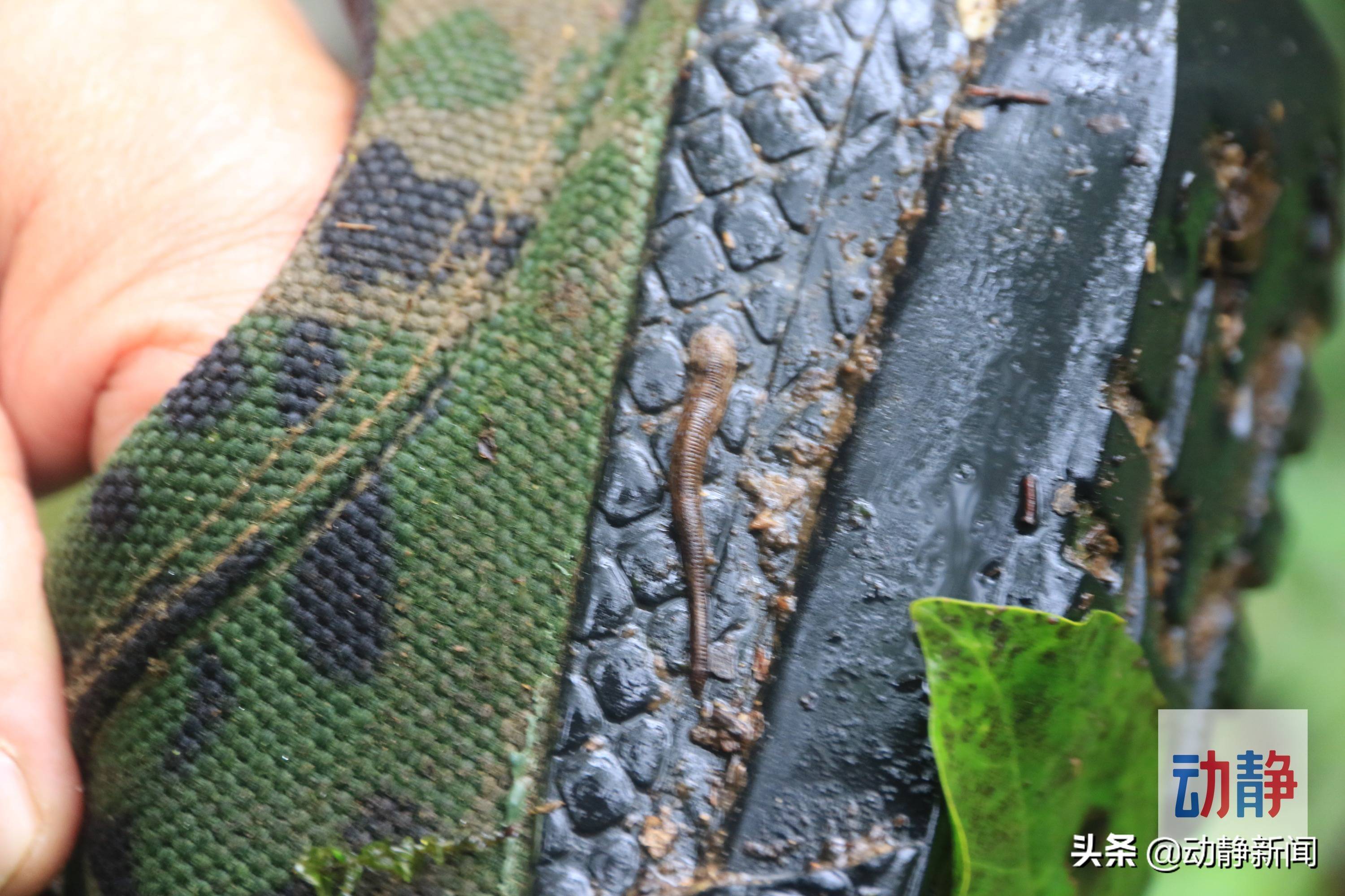 山蚂蝗在坑时,用吸盘紧紧吸住宿主的皮肤,然后由颚上齿将宿主皮肤锯开