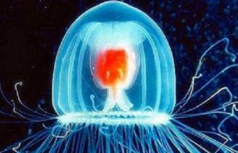 地球内唯一能“永生”的生物，其长生秘诀让科研人员惊叹