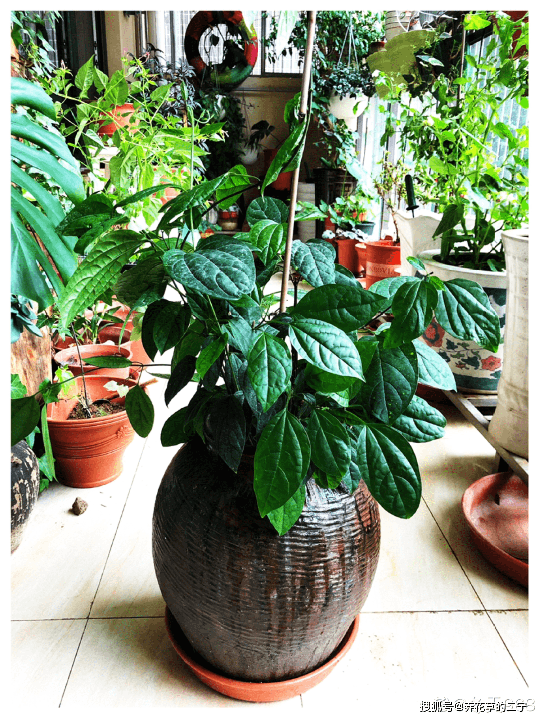 原创爷爷的破茶壶全被我拿来养花省下大笔花盆钱