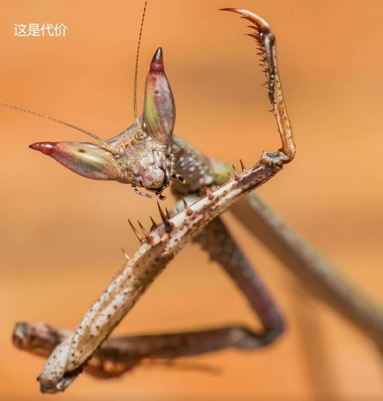 原创为了后代吃掉对象这样的爱情能收吗真实情况是这样打扰了