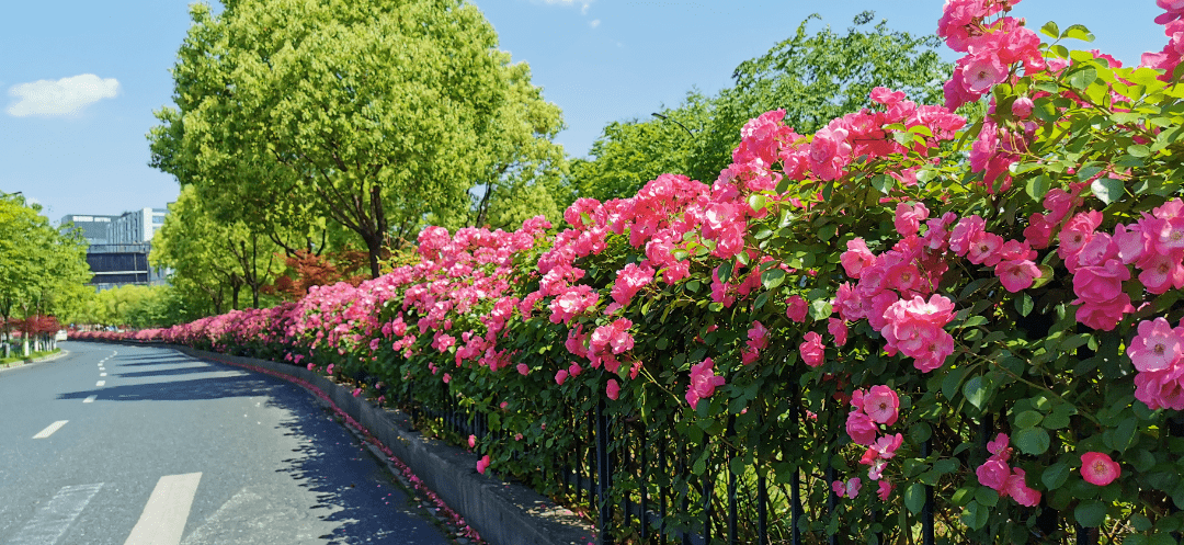 公路绿化花卉品种图片