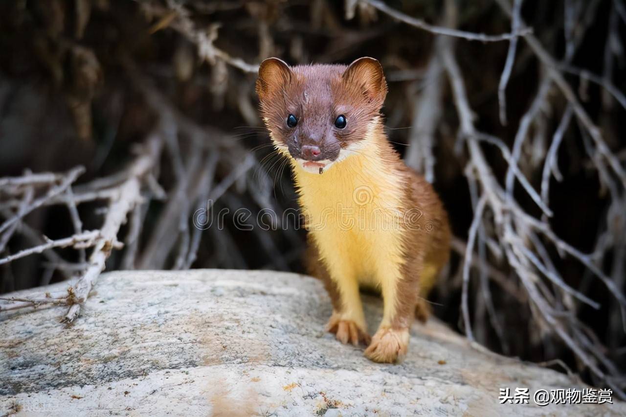 黄鼠狼性情凶猛 常捕杀超过其食量的猎物 那黄鼠狼吃猫咪吗 动物 老鼠 游泳