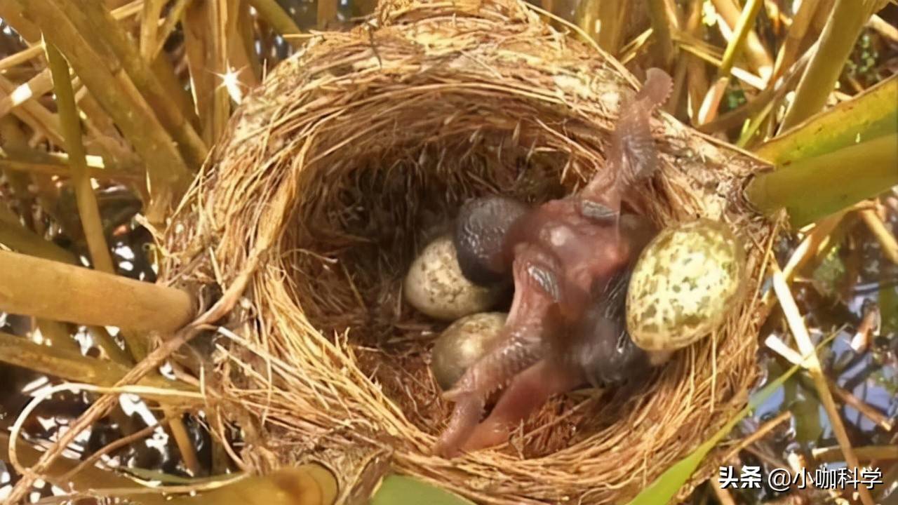 "只生不养"的大杜鹃,将卵产在其他鸟窝,幼鸟的做法更绝_鸟类_宿主