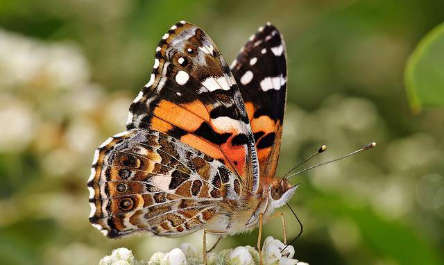 破茧成蝶 羽化飞升还能保留 前世 的记忆吗 毛虫 蝴蝶 重组