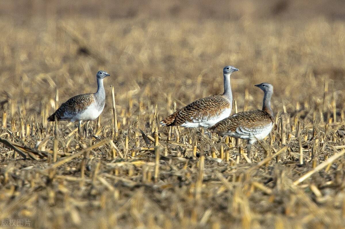 原创蒙受了不白之冤的国宝最重的会飞的鸟类大鸨