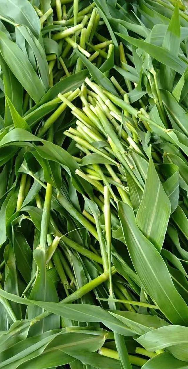 第1集高粱乌米基本知识_高梁_个头_是一种