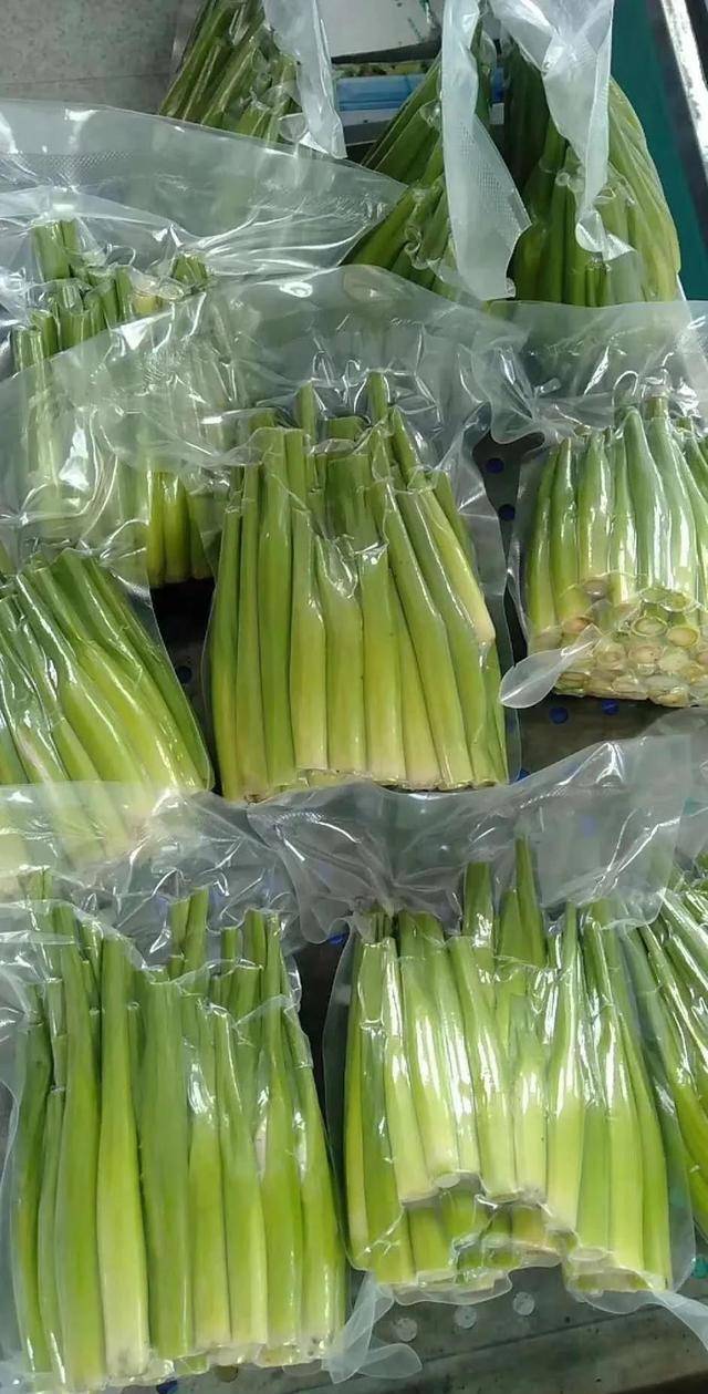 第1集高粱乌米基本知识_高梁_个头_是一种