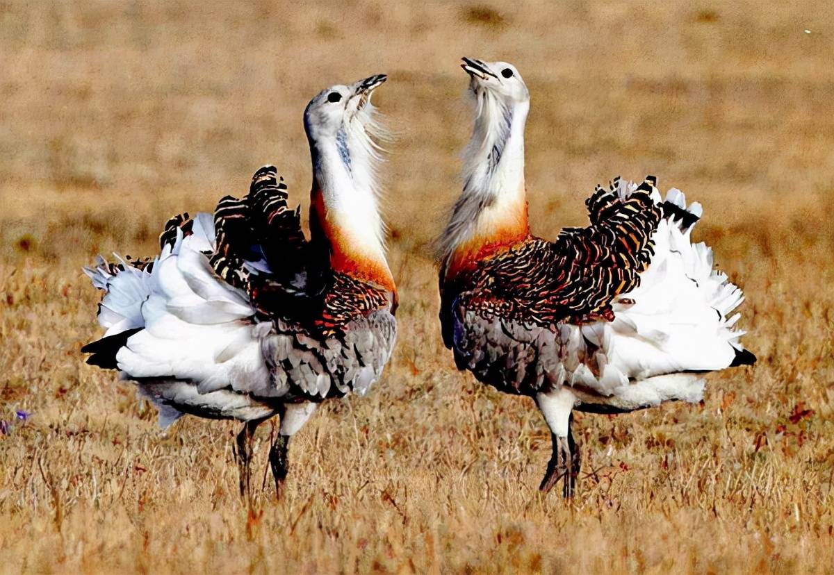 原创蒙受了不白之冤的国宝最重的会飞的鸟类大鸨