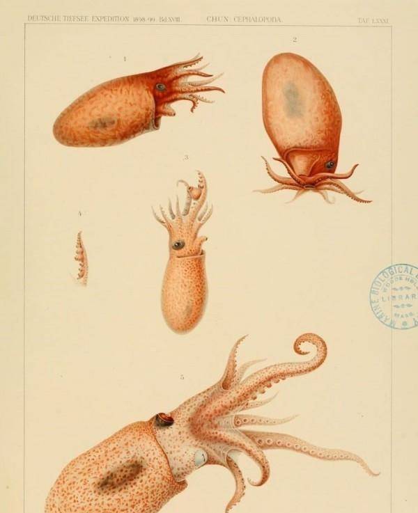 描绘一百年前深海生物的古代插图_carlchun_海洋_物种