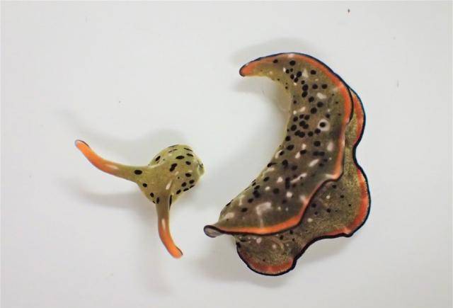 神奇的海洋生物海蛞蝓动不动就自割一颗脑袋就能重生