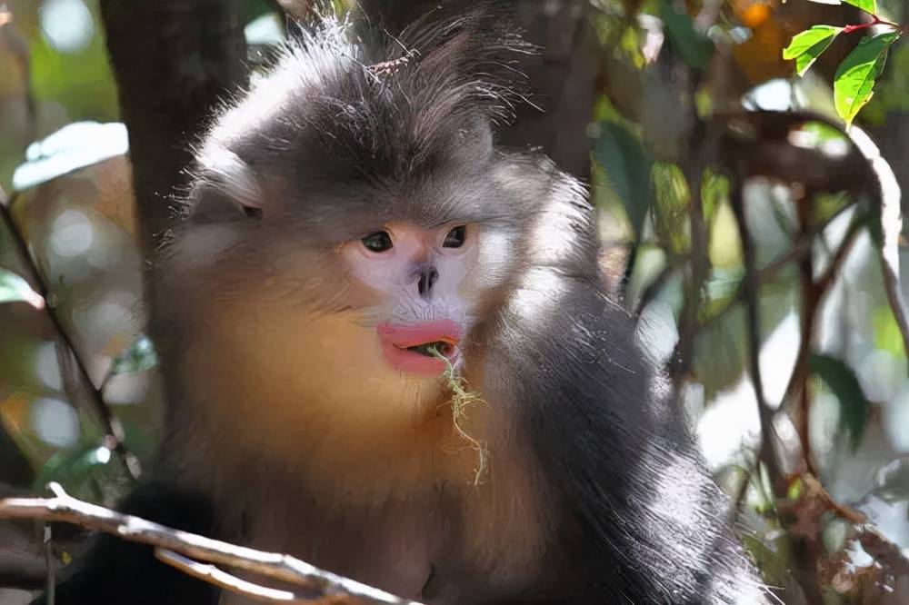 原创会笑的猴子滇金丝猴世界上唯一的最接近人类的红嘴唇动物