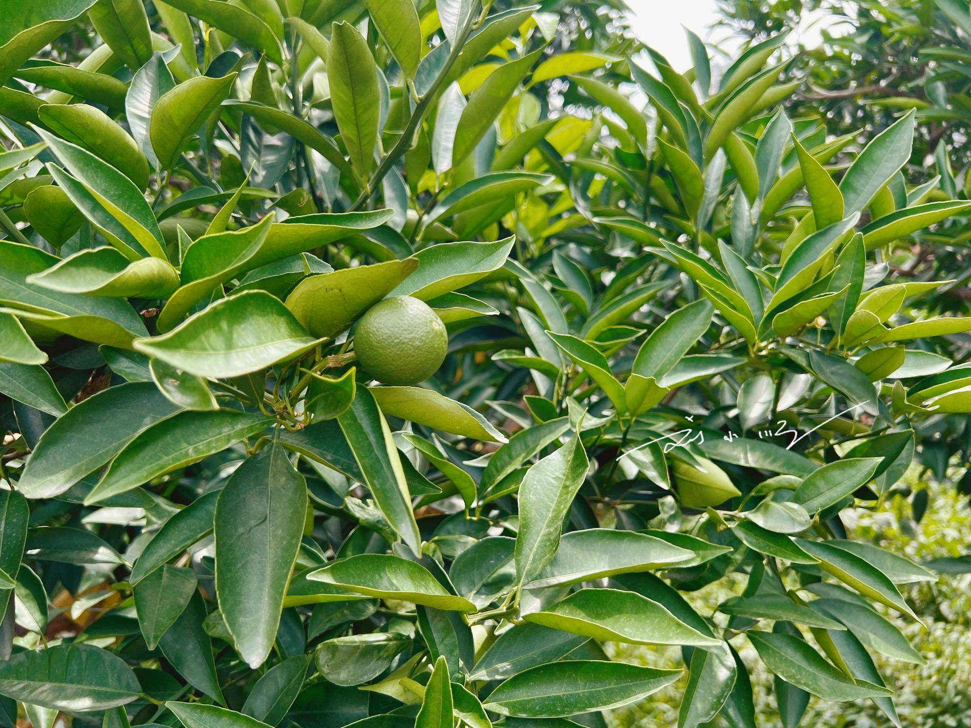 重庆奉节“最值钱”的脐橙树，已经快70岁，每年采摘权都拍出天价