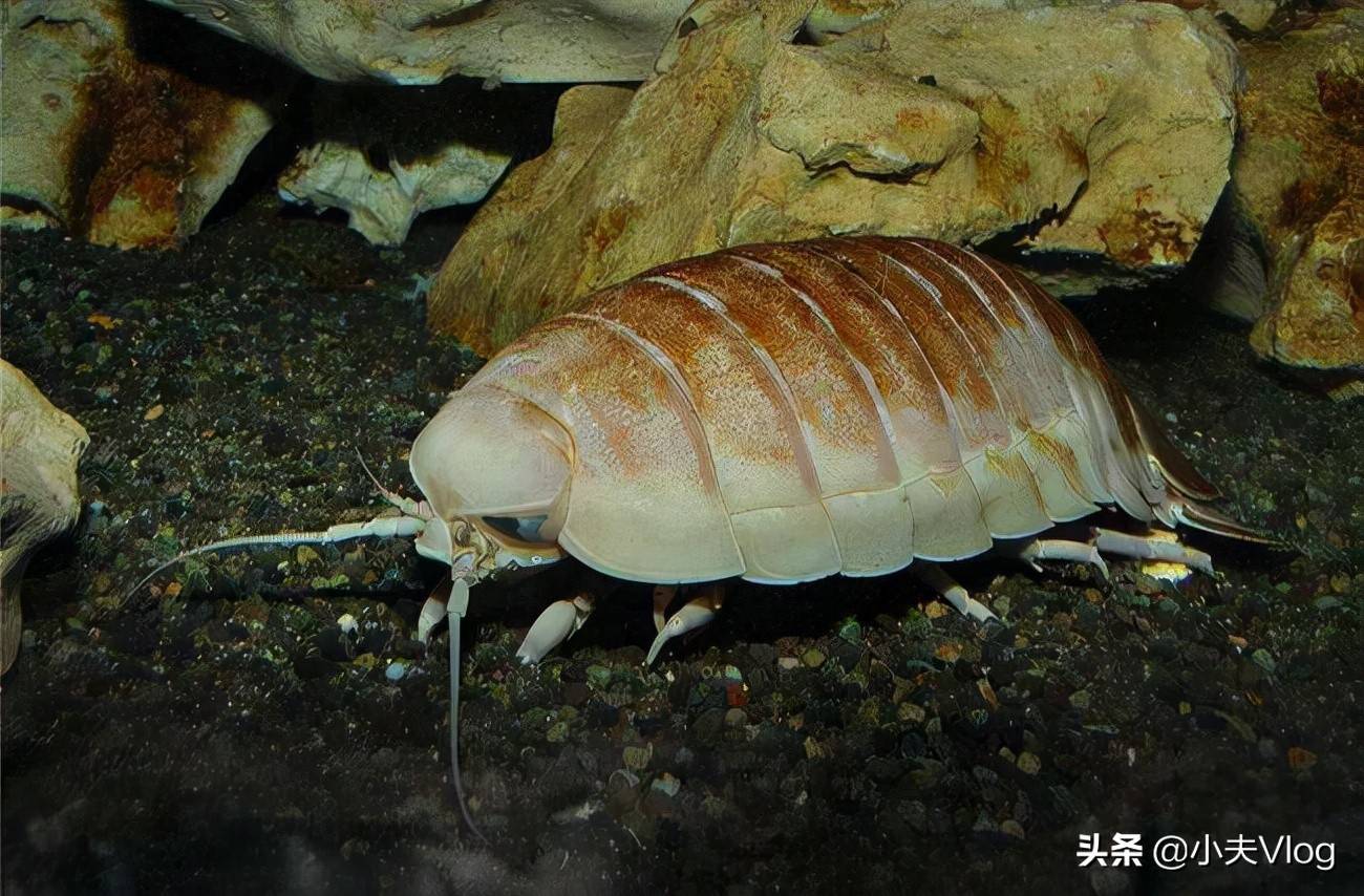 大王具足蟲,又名巨型深海大蝨,巨型等足蟲,是世界上體積最大的動物界