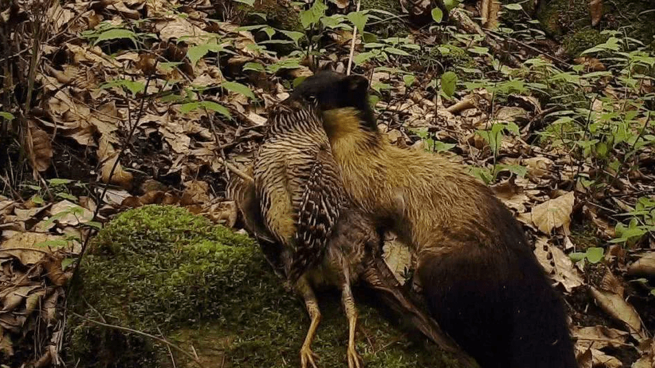 顶级"食肉兽"黄喉貂现身武夷山,能捕野猪,它有多凶猛?