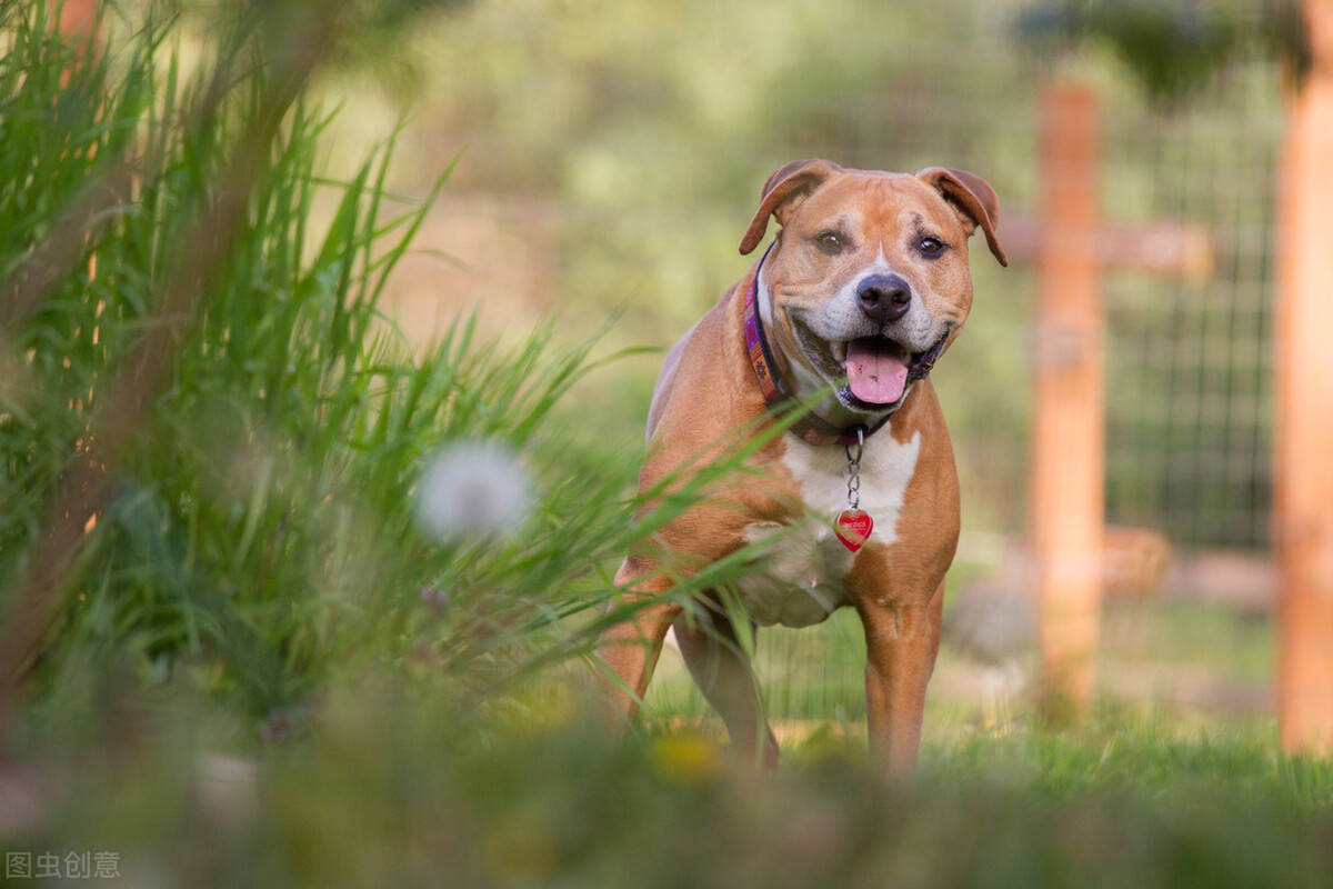 藏獒vs比特犬誰才是真正的狗中之王