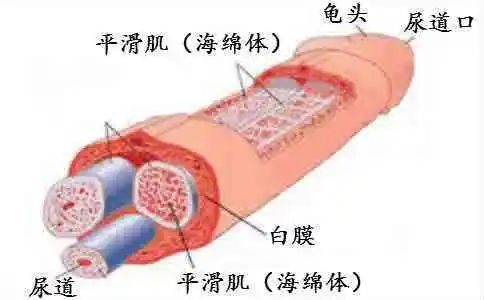 神经病变引起海绵体平滑肌舒张所需的副交感神经活动减少或缺失,去甲