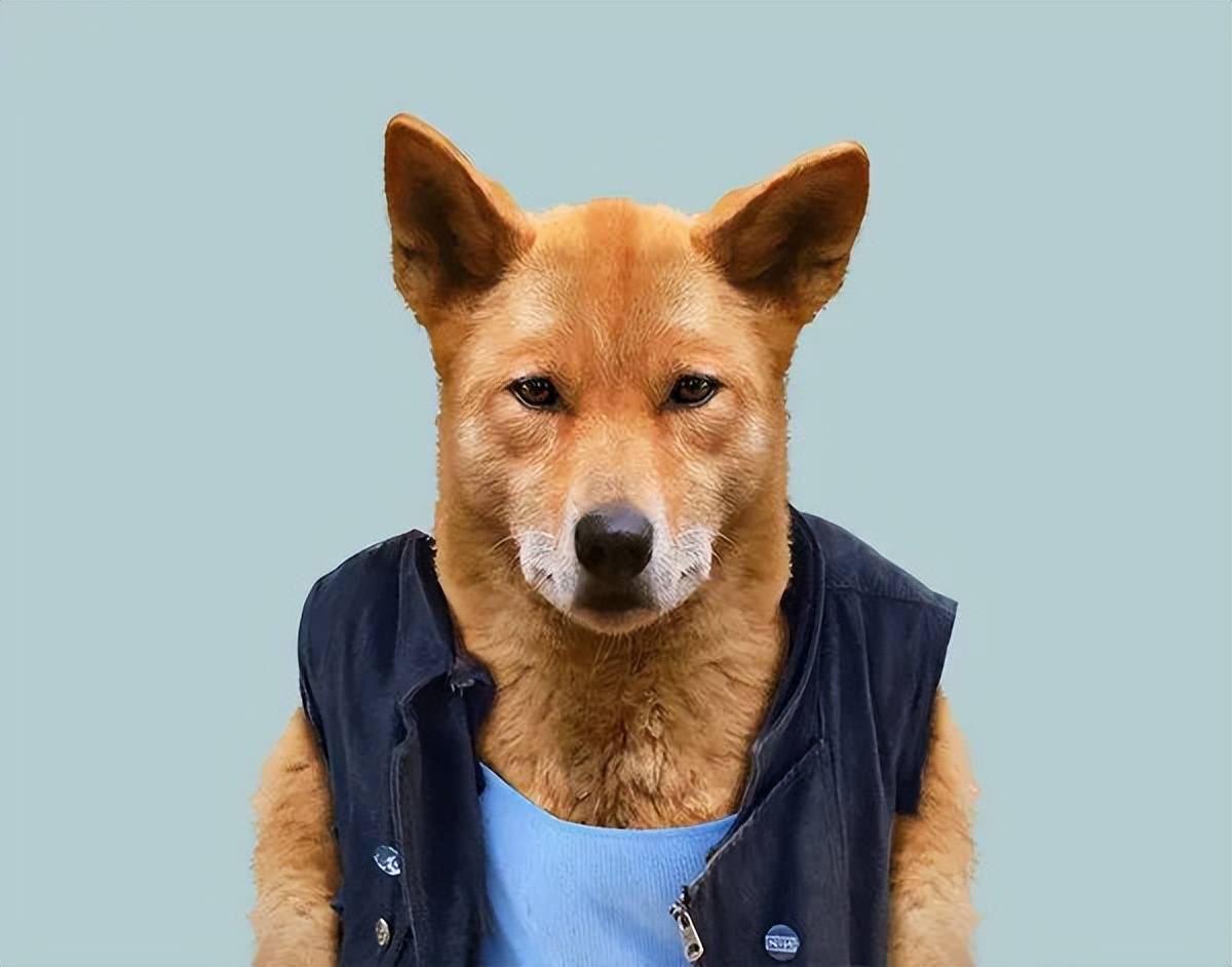 狗狗的证件照能有多正经网友我家狗好像我的上司