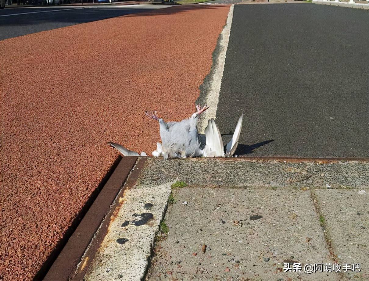 33张活久见的照片,袋鼠打架试图用手勒死对方,风筝